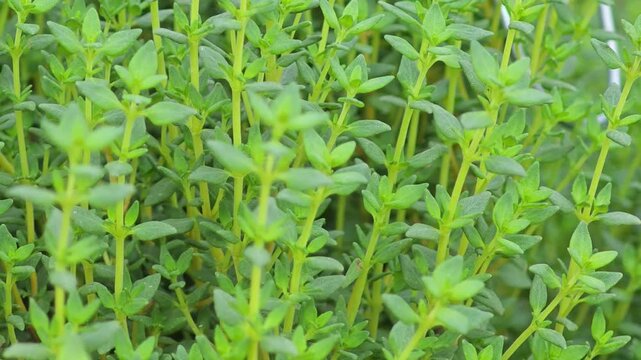 Thyme leaves in the garden