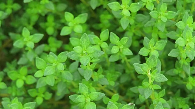 Thyme leaves in the garden