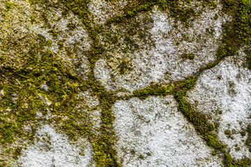 Detailed close-up of moss and lichen thriving on a weathered wall, floor, and rock, revealing natural textures with earthy green tones. Ideal for nature, organic growth, texture, and environmental