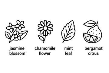 Fototapeta premium Set of tea flavor icons. Outline vector illustration of herbal ingredients for infusions. Jasmine blossom, chamomile flower, mint leaf, bergamot citrus. Line art symbols.