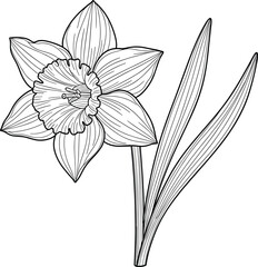 Black and white line drawing of detailed daffodil flower with petals, trumpet corona, and leaves, perfect for botanical, educational, and decorative projects