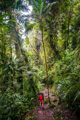 Girl hiking in the jungle at Boquete Panama