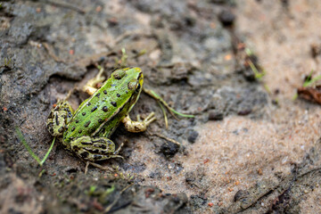 Green frog resting on wet forest ground after rain