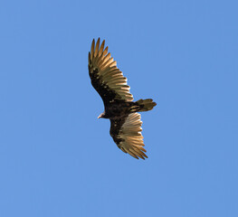 Below View Of Turkey Vulture (Cathartes aura) in Midair with Wings Spread on Sunny Day