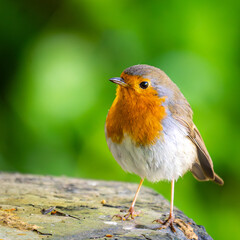 Ein kleiner Farbtupfer in der Natur – das Rotkehlchen mit seiner leuchtend orangen Brust ist immer ein Blickfang.