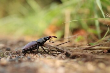 photo of a male stag beetle