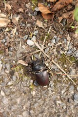 photo of a female stag beetle
