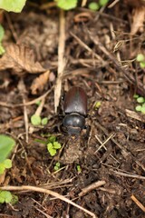 photo of a female stag beetle