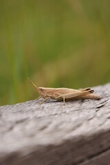 The grasshopper is on the wood.