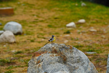 A bird on a rock in a mountainous area. The National Park.