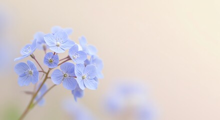 Fototapeta premium Blue forget-me-not flowers on stem