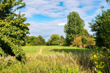 Naklejka premium trees in the park
