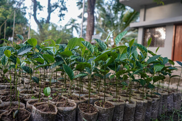 Tiny trees with fresh green leaves – nature stock image for creative projects