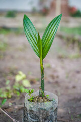 Small trees along countryside road – perfect rural landscape photography