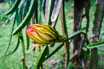 Dragon flower buds opening at night – vibrant tropical plant stock photography.