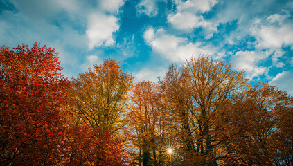 Fototapeta premium Autumn treetops bathed in warm sunlight .