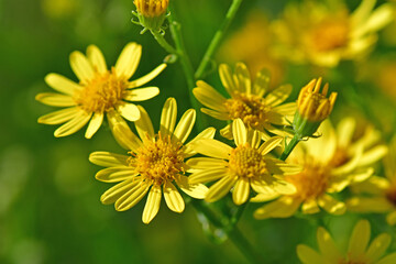 ragwort with flower in summer in Germany
