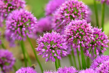 Allium with flowers in morning backlit