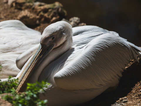 beautiful pelican sunbathing