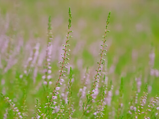 Smukłe wrzosy na tle miękkiego, zielono-różowego pejzażu – symbol września i końca lata © Maciej Bonk
