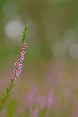 Subtelny kwiat wrzosu na tle miękkiego bokeh – symbol września, końca lata i jesiennej melancholii