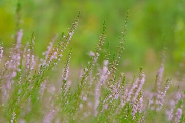 Delikatne wrzosy w naturalnym krajobrazie – symbol września, końca lata i nadchodzącej jesieni © Maciej Bonk