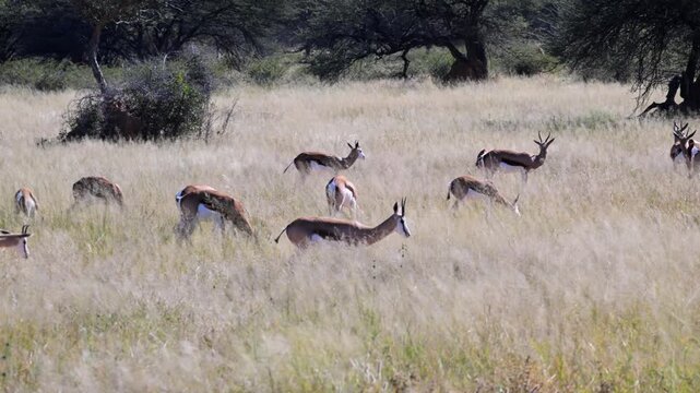 springbooks are running , springbook, Antidorcas marsupialis, slow motion, Etosha National Park, Namibia
