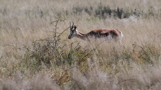 springbooks are running , springbook, Antidorcas marsupialis, slow motion, Etosha National Park, Namibia