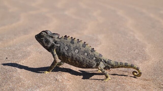 Chamaleo, Namaqua chameleon in the desert, Chamaleo namaquensis, desert, terrestrial, Swakopmund, Walvis Bay, Namib Naukluft National Park, eastern Namibia, Namibia, reptile, sand, 