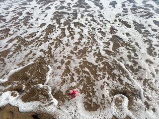 red starfish on the beach