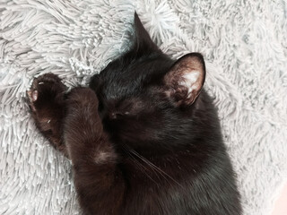 A sleeping black cat covered its nose with its paw on a gray fur blanket.