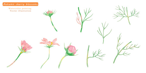 水彩で描いたコスモスのベクターイラストセット