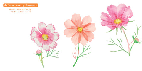 水彩で描いたコスモスのベクターイラストセット