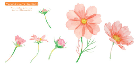 水彩で描いたコスモスのベクターイラストセット