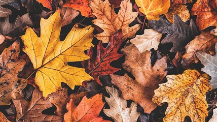 Close-Up of Autumn Maple Leaves, Soft Focus Macro Vintage Film Style
