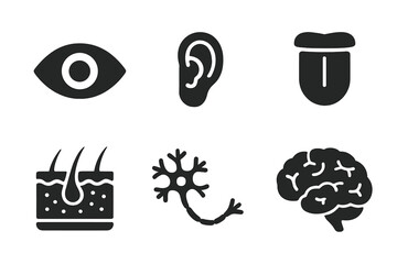 Sensory organs icon set. Human anatomy glyphs. Eye, ear, tongue, skin section, neuron, and brain. The five senses concept. Biology and neurology vector symbols. Solid filled icons.