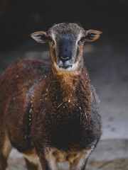 Fototapeta premium cute sheep on farm