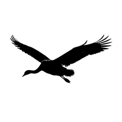Silhouette of a crane in flight with wings spread against white background