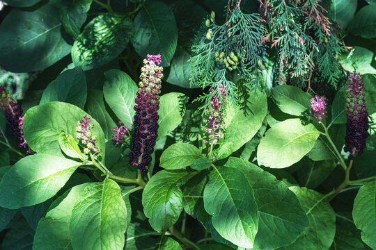 Natural nature background with Phytol&aacute;cca americana.