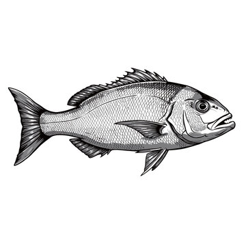 black and white silhouette vector of snapper fish with white background