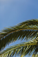 Fototapeta premium Palm Fronds Overhead Capturing Calm and Minimal Tropical Vibes