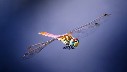 Vibrant dragonfly with blue eyes flying against a smooth purple backdrop.