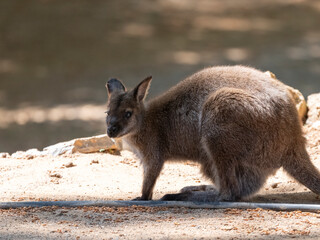 cute kangaroo in nature