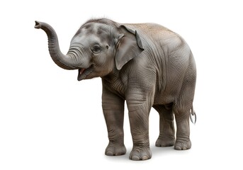 Playful Elephant Calf on White