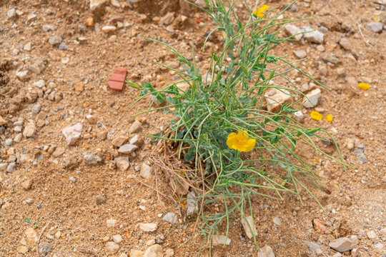 Yellow horned poppy (Glaucium flavum) blooming in dry rocky ground, symbolizing resilience, survival and beauty in harsh conditions
