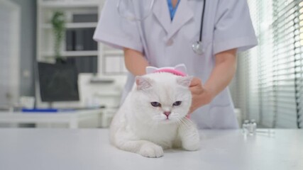 Close up of a veterinarian brushing kitten's fur at veterinary clinic.