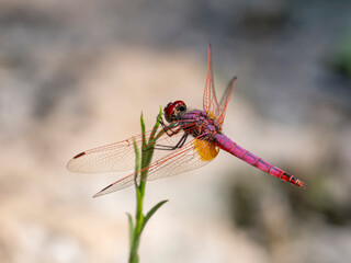 red dragonfly on a leaf