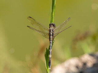 red dragonfly on a leaf
