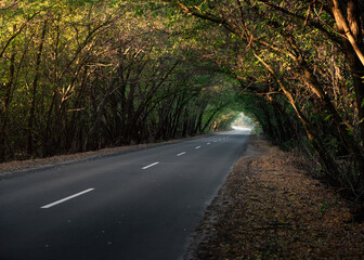 Obraz premium Forest tunnel at sunrise. Straight road though the woods: tree-lined road on autumn morning