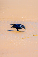 Black crow feeding on sandy beach shore with small prey in beak under bright sunlight